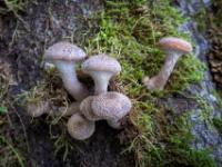 Haarige Pilze wachsen im Moos an Baumstumpf